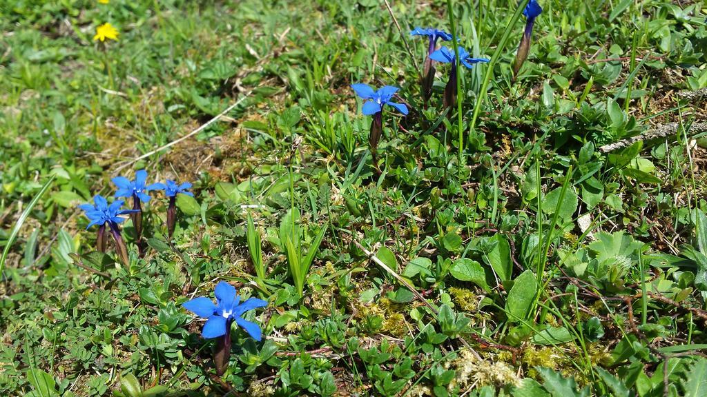 अपार्टमेंट Ferienwohnung Meiringen Meiringen